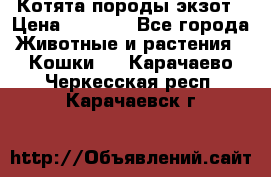 Котята породы экзот › Цена ­ 7 000 - Все города Животные и растения » Кошки   . Карачаево-Черкесская респ.,Карачаевск г.